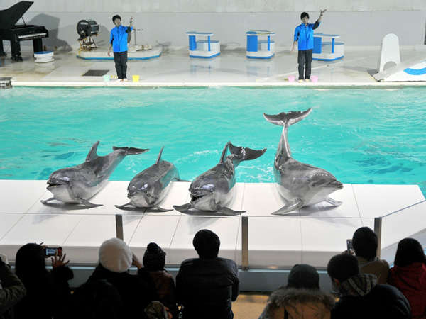 小樽水族館イルカショー