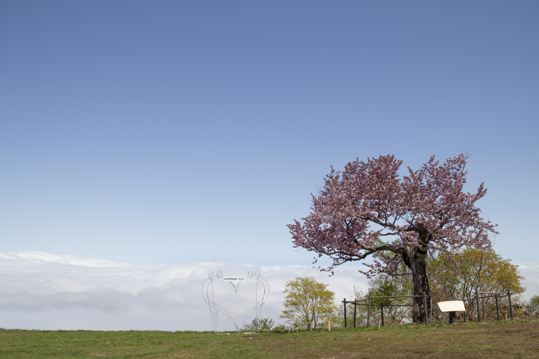 小樽市 天狗桜と雲海